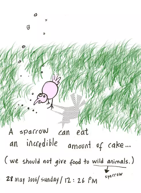 A sparrow can eat an incredible amount of cake... (we should not give food to while animals.)