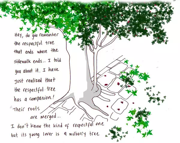 Hey, do you remember the respectful tree that ends where the sidewalk ends... I told you about it. I have just realized that the respectful tree has a companion! Their roots are merged... I don't know the kind of respectful one but its young lover s a mulberry tree