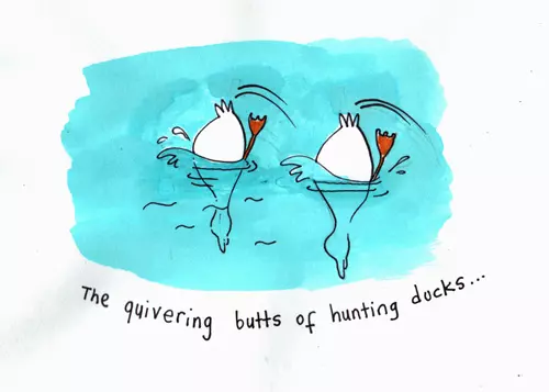The quivering butts of hunting ducks...