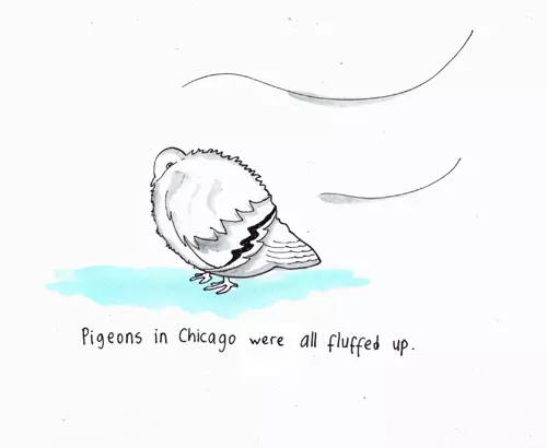 Pigeons in Chicago were all fluffed up.