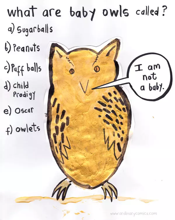 What are baby owls are called? A)Sugar balls B)Peanuts C)Puffballs D)Child  Prodigy E)Oscar F)Owlets I am not a baby.